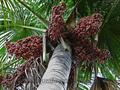 tree of life,ite palm,ita,buriti,aguaje,shambo,canangucho